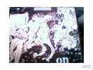 LP-Orig. Baumstam - same (BMF), superrar