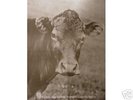 THE TRIO - John Surman - DAWN + Poster + Nr MINT 