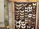 MAYFLY - SAME