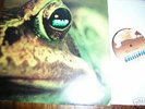 TOAD Swiss prog psych Italian Hallelujah 1971 lp