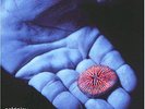  Coldplay The Blue Room EP