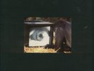 ROGER WATERS (PINK FLOYD) - AMUSED TO DEATH -2LP+ BOOK
