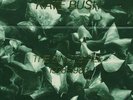 KATE BUSH THE SINGLE FILE BOX SET LMTD EDITION #1168