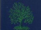 Nick Drake - Fruit Tree - 3 LP UK Box Set - Original