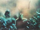 Steely Dan Katy Lied MFSL LP