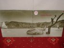 TONTON MACOUTE 1st LP 1971 RCA NEON 1st Press