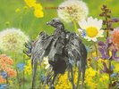 CURRENT 93 - SWASTIKAS FOR NODDY - LP & LYRIC SHEET