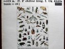 CHITINOUS ENSEMBLE-Chitinous UK Monster Prog SUPER COPY