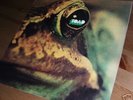 TOAD ''SAME'' RARE ITALIAN SWISS HEAVY PSYCH PROG ORIG