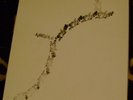 ALBRECHT D.1st LP JOSEPH BEUYS-FLUXUS-NURSE WITH WOUND