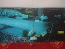 FREE Tons Of Sobs LP 1968 ISLAND 1st Press 