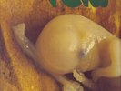 FRANCO BATTIATO - FETUS LP originale prog rock  raro