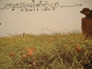 IAN CARR BELLADONNA UK FIRST RARE SWIRL LP MINT-