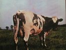 MFSL 1-202 Pink Floyd/Atom Heart Mother  #0219-LP-Seald