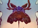 THE ZOO PRESENTS CHOCOLATE MOOSE. VERY, VERY RARE LP