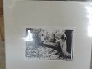 Sunn White 4x lp Boxset Mastodon Isis OOP Boris Doom