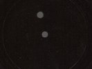 DANDY LION -VIVES (10