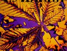 PYRANHA  SWISS PROG PSYCH FUNK BREAKS LISTEN