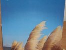 JIMMY EAT WORLD Static Prevails Sealed LP with promo 7