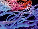 Hairy chapter - Can't Get Through SB LP 033