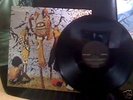 Panda Bear Carrots Split 12