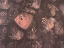 PROG-LP-NINE DAYS WONDER- 1971- WHITE BACILLUS-UNPLAYED