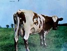 Pink Floyd ...Atom Heart Mother ...Gatefold ..Sealed...