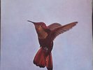 PAUL GONSALVES HUMMING BIRD LP French STEREO 1970 Mint