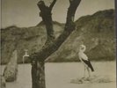Tonton Macoute: Tonton Macoute  rare near mint on NEON
