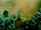 Steely Dan Katy Lied MFSL Original Master LP album NR