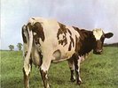 PINK FLOYD Atom Heart Mother Original LP Plays GREAT