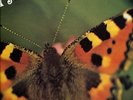 KOOKIE FREEMAN Fly Me High Butterfly SCAT LIBRARY Berry