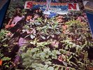 SAVOY BROWN : A STEP FURTHER LP 1969 PARROT 71029 USA