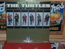 SEALED  THE TURTLES  YOU BABY