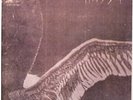 MY DYING BRIDE -Turn loose the swans DLP 1993 Gatefold