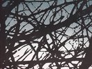 A BLAZE COLOUR 'DARK TREES' DUTCH MINIMAL SYNTH 1982