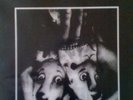 Cold Cave Crocodiles Blessure Grave 7