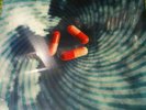 PORCUPINE TREE-voyage 34  SEALED 2 LP COLOR 