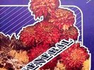 GENERAL self titled Hungary heavy psych prog orig LP 75