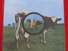 Pink Floyd 