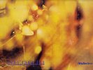STEAMHAMMER SAME EXC & RARE UK ORIGINAL