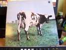 PINK FLOYD Atom Heart Mother UK QUADRAPHONIC  RARE