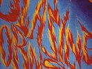 **TOMMY MCCOOK & THE BOBBY ELLIS - BLAZING HORNS LP**