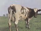 PINK FLOYD-PICTURE-LP- ATOM HEART MOTHER