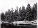 HATE FOREST - Purity 12