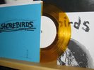 SHOREBIRDS 7