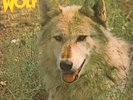 DARRYL WAY'S WOLF Canis Lupus 1973 UK ex/ex grade