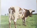 PINK FLOYD-ATOM HEART MOTHER/FIRST PRESS/LOOKS UNPLAYED