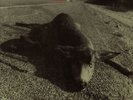 Pearl Jam '92 Fan Club 7
