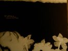 LP HOPE SANDOVAL & THE WARM INVENTIONS Bavarian fruit